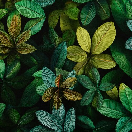 Sweat - Leaves - Donkergroen Sweat - Leaves - Donkergroen